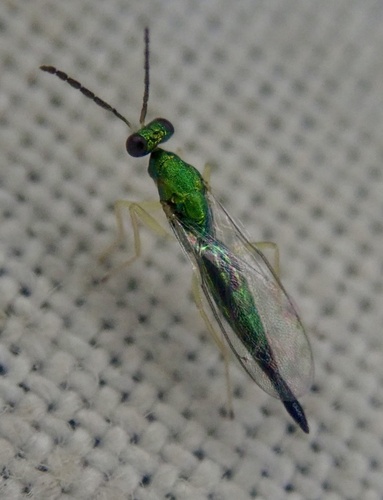 Sympiesis dolichogaster