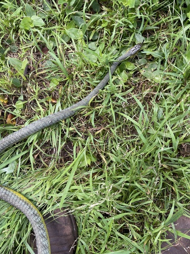 Common Tree Snake sighting