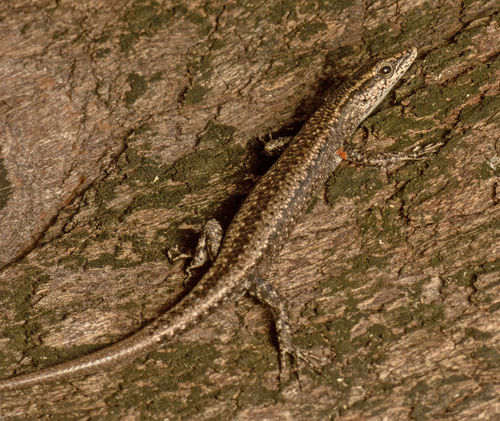 Swanson’s snake-eyed skink, Cryptoblepharus cygnatus