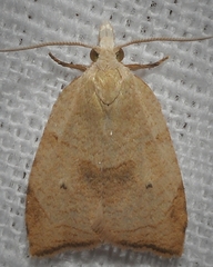 Coelostathma discopunctana