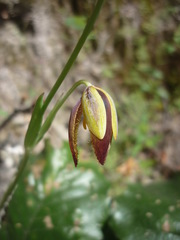 Calochortus purpureus