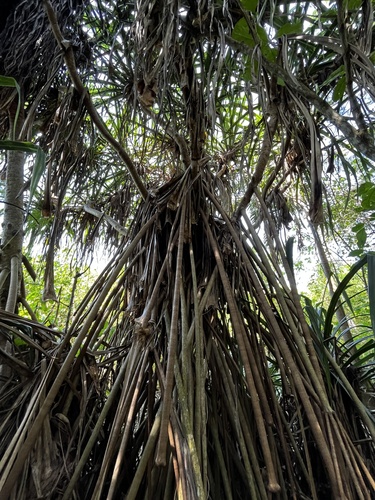 Pandanus tectorius observed 2024-02-28