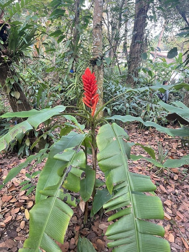 Foto de Bananeira-vermelha