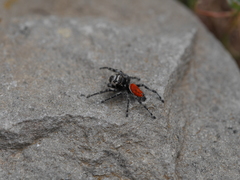 Phidippus phoenix