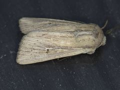 Leucania oaxacana
