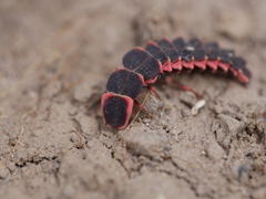 Microphotus angustus