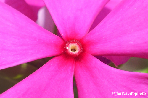 Catharanthus roseus