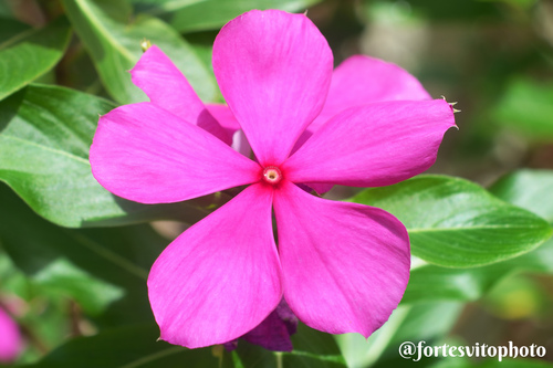 Catharanthus roseus