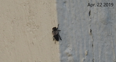 Pogonocherus dimidiatus