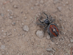 Phidippus phoenix