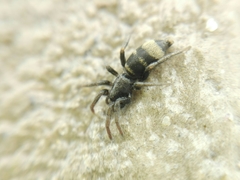 Latonigena auricomis