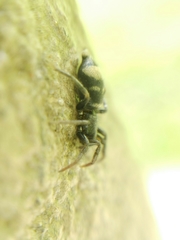 Latonigena auricomis