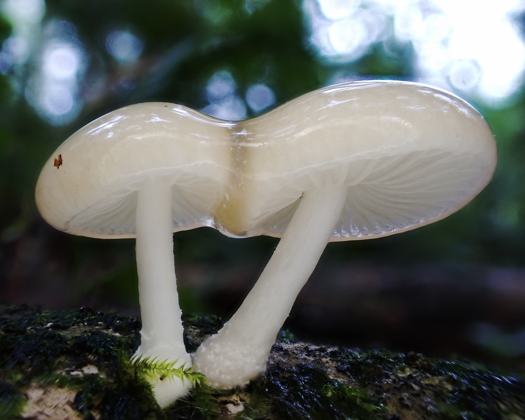 Oudemansiella exannulata