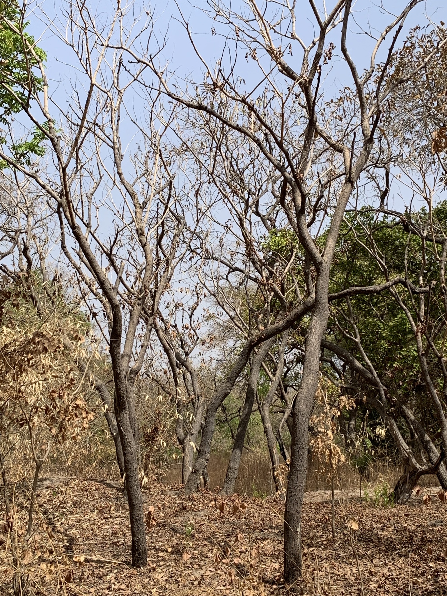 Imagem de Tallow tree