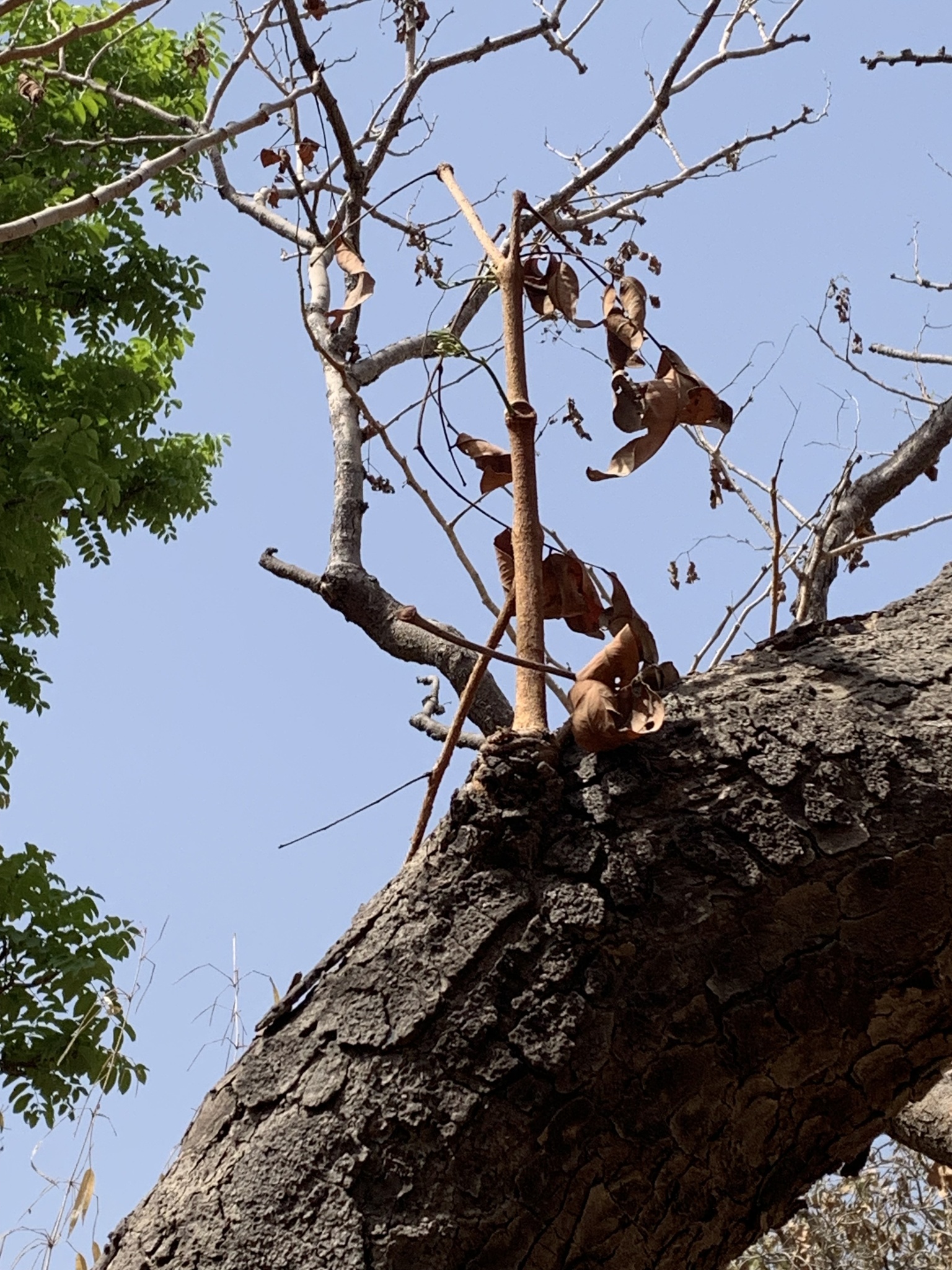 Imagem de Tallow tree
