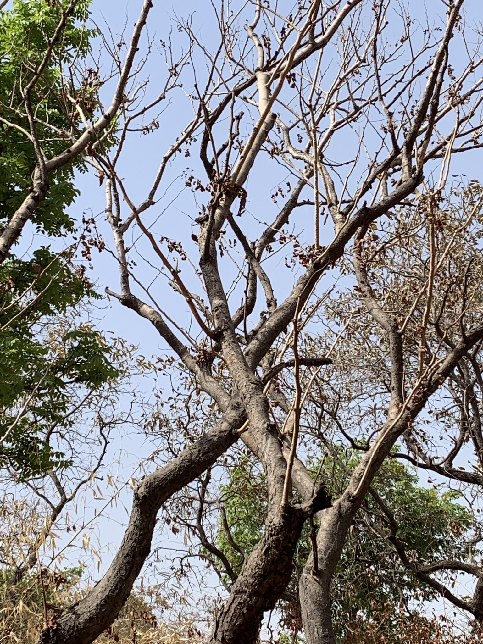 Imagem de Tallow tree