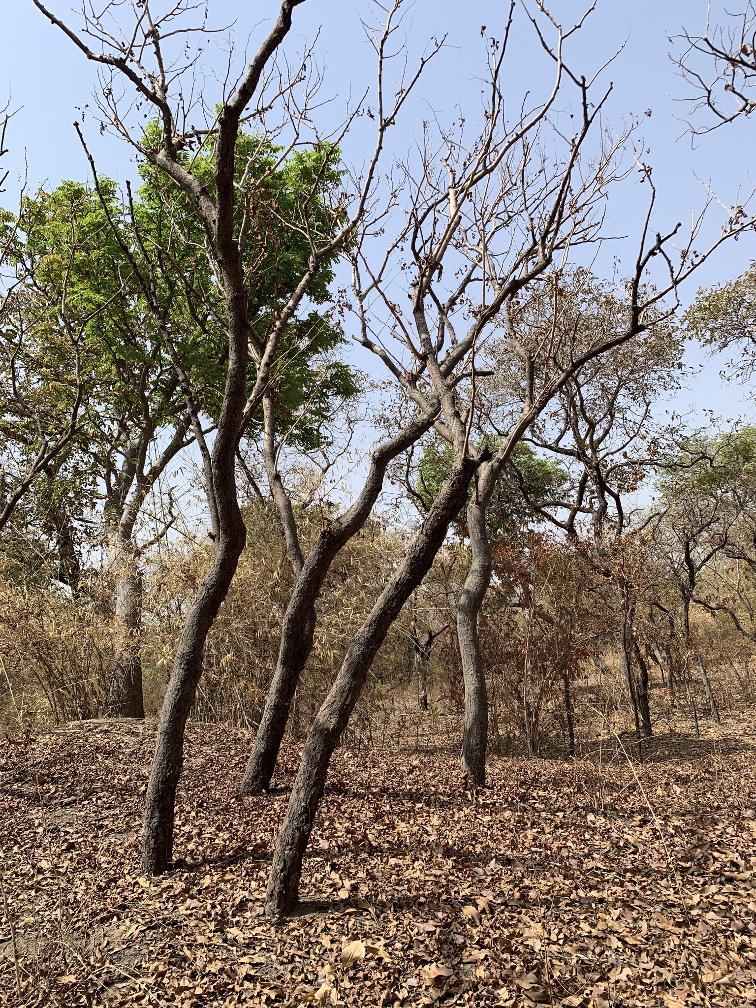 Imagem de Tallow tree