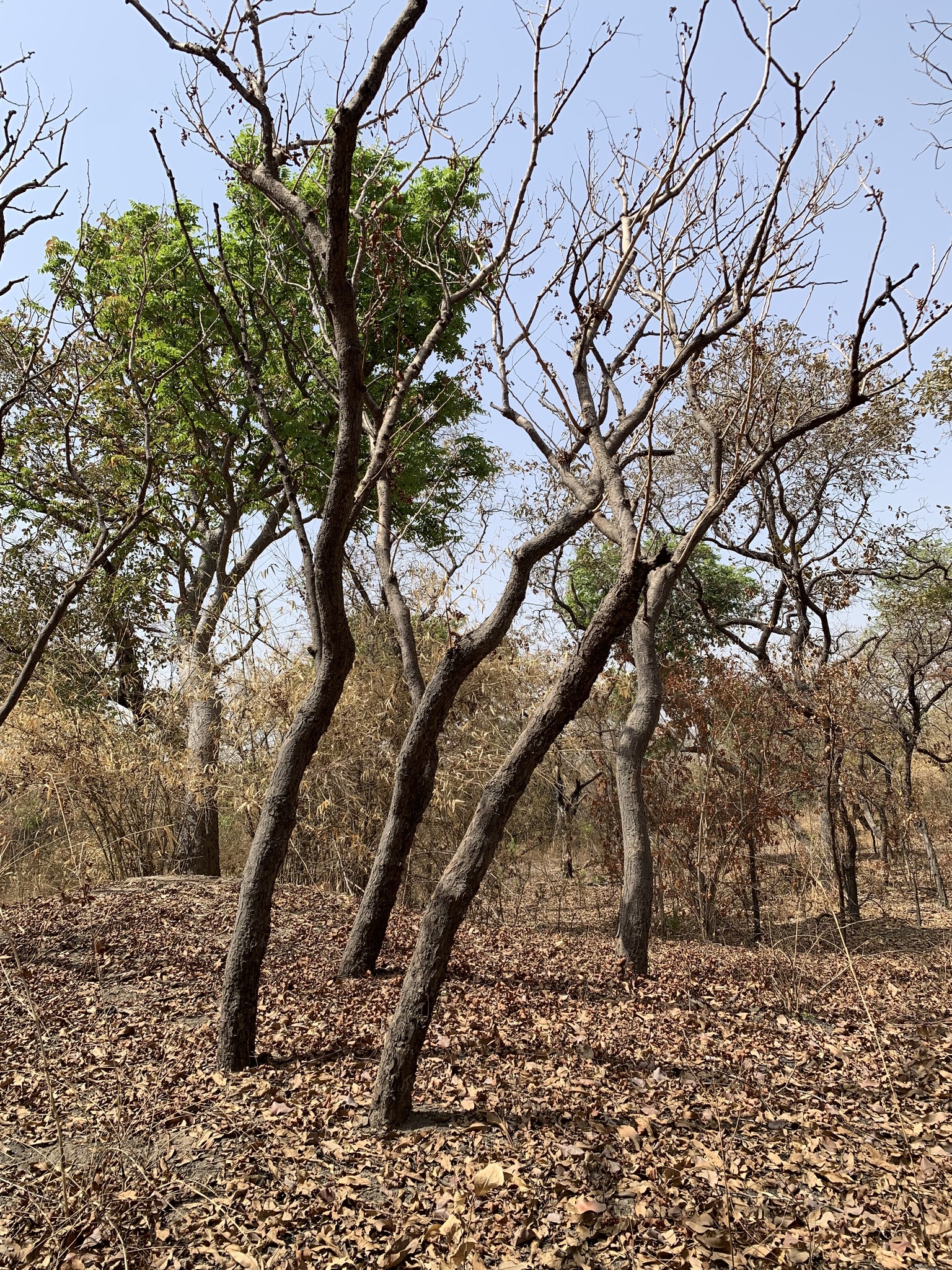 Imagem de Tallow tree