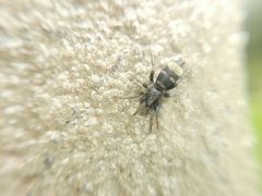 Latonigena auricomis