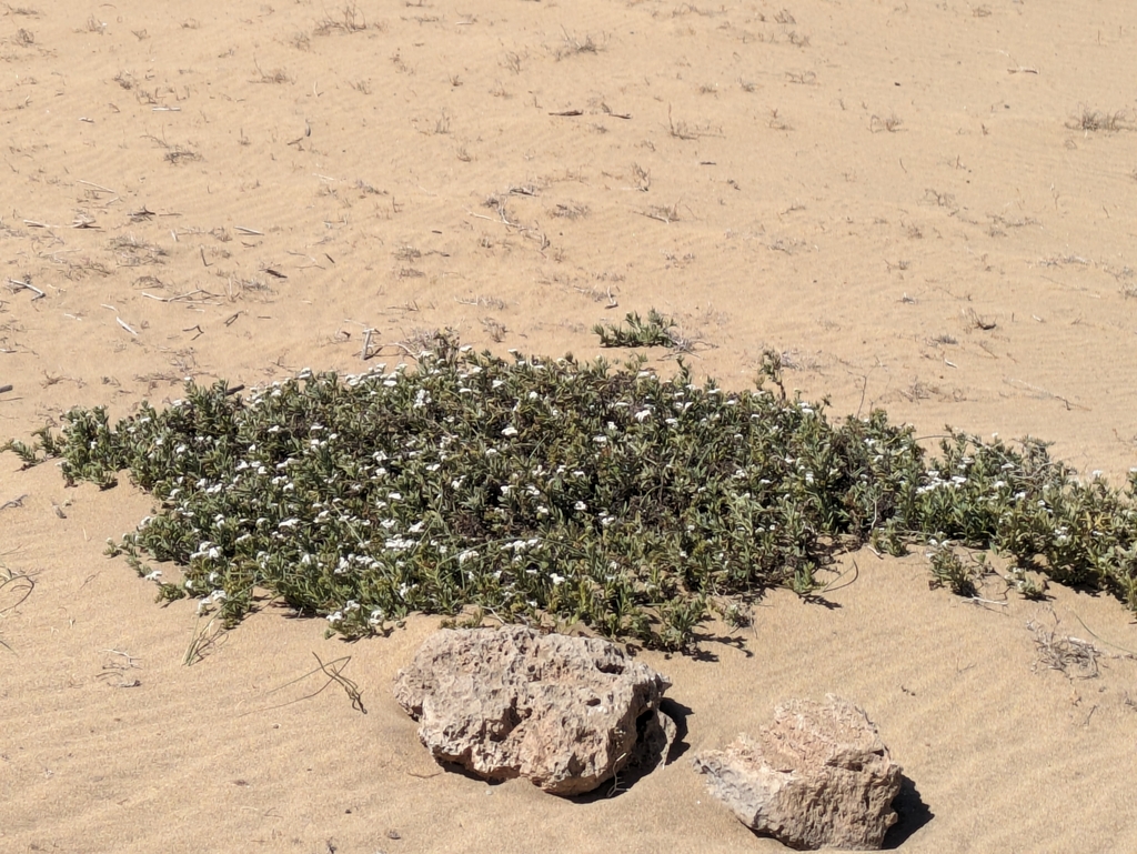 Wavy heliotrope (Heliotropium ramosissimum)