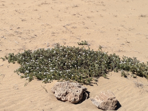 Wavy heliotrope (Heliotropium ramosissimum)