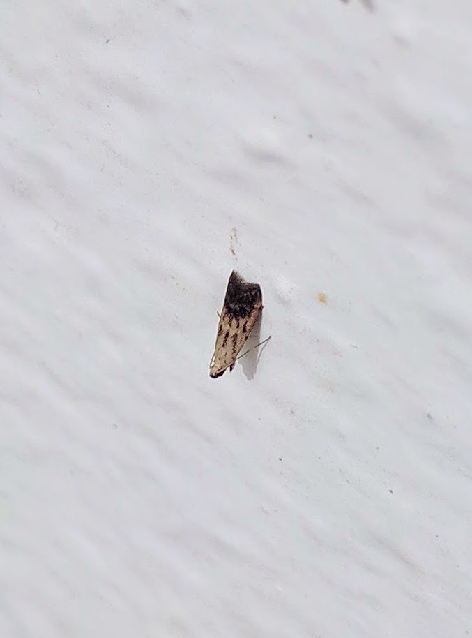 Mesciniodes