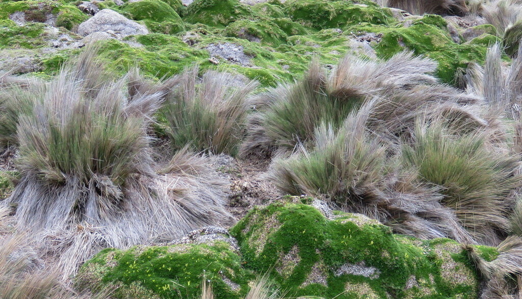 Cinnagrostis intermedia; photograph George Baker, CC BY, iNaturalist via GBIF