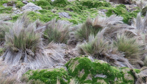 Cinnagrostis intermedia