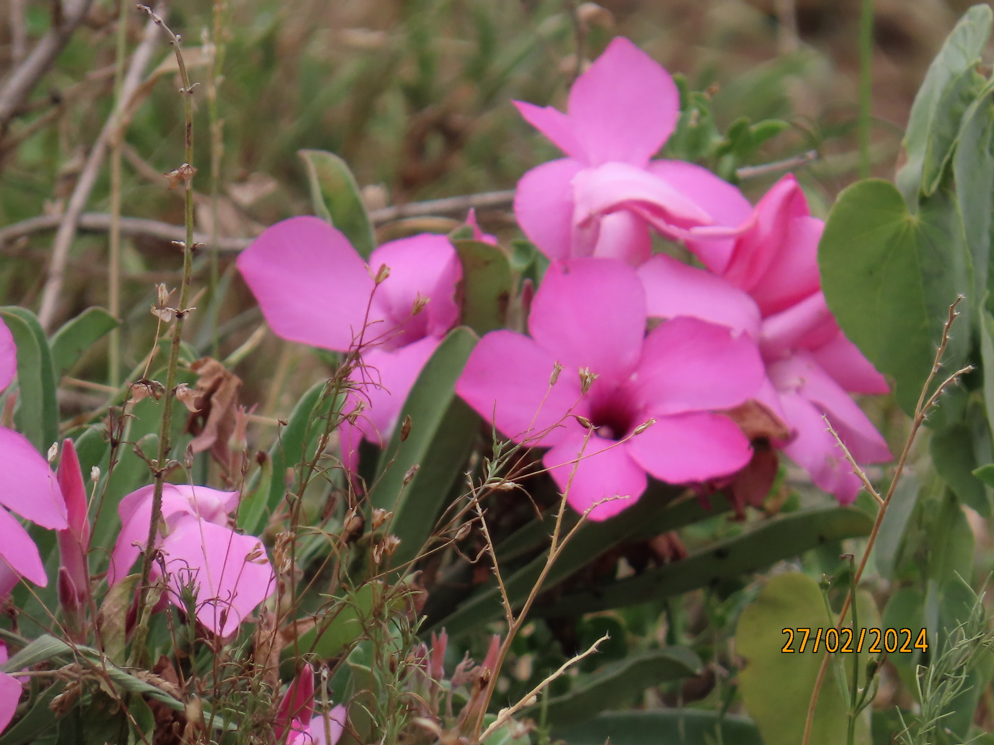 Imagem de Rosa do deserto