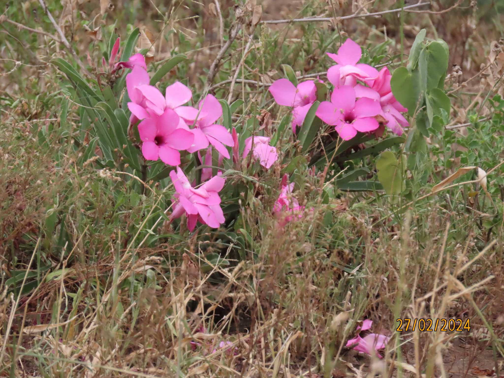 Imagem de Rosa do deserto