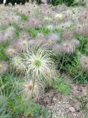 Pulsatilla cernua