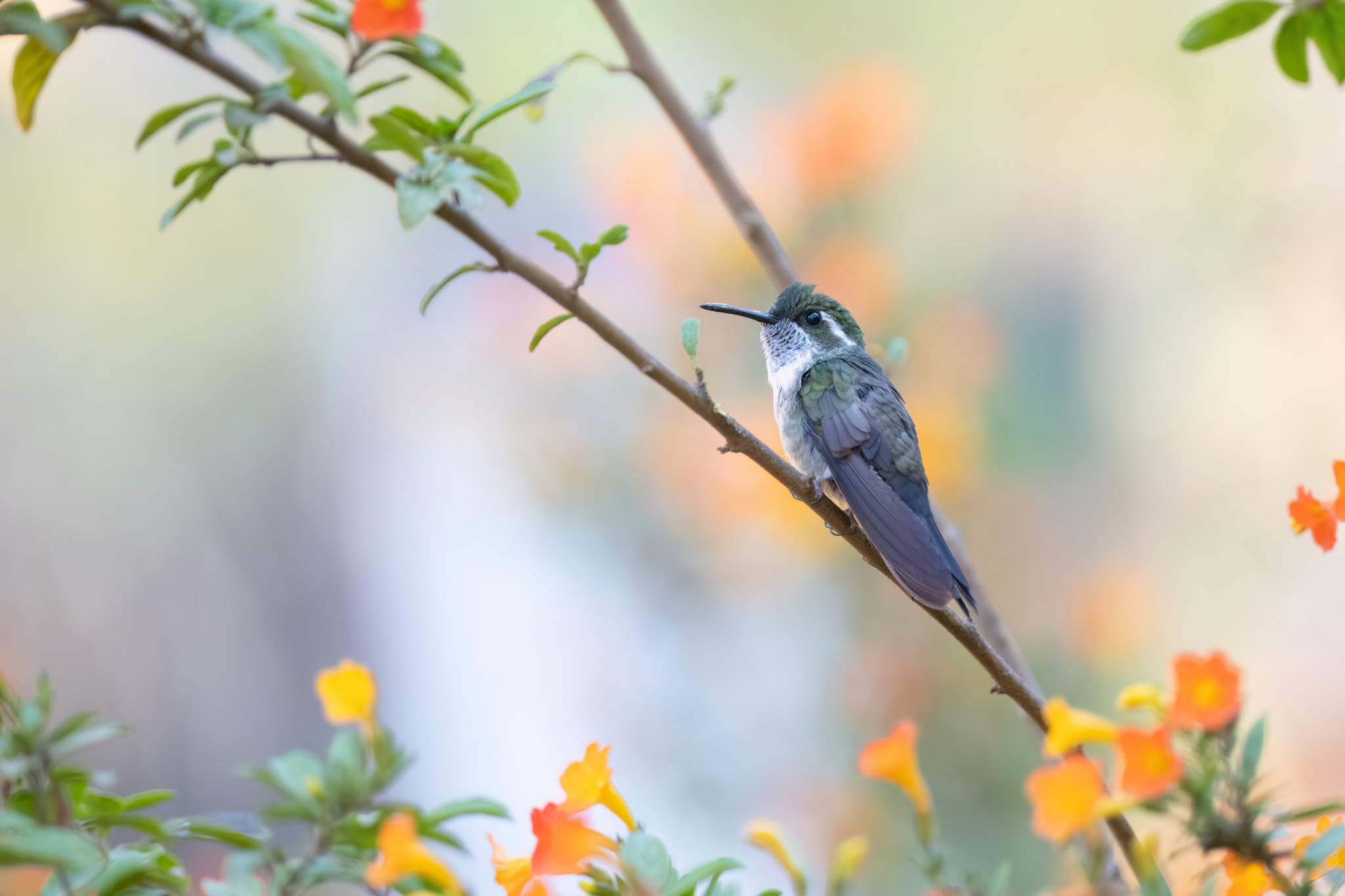 Green-throated Mountaingem (Lampornis viridipallens), photo 7