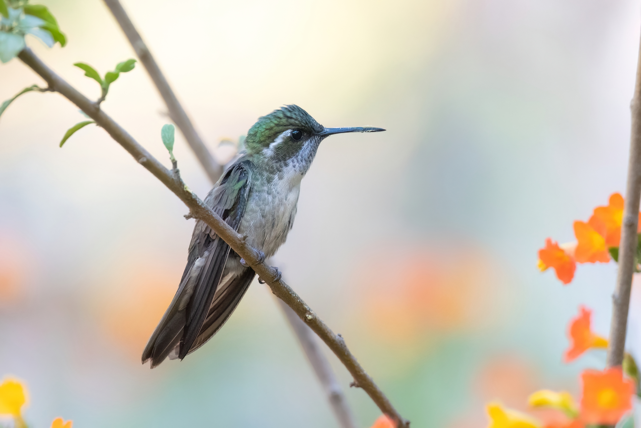 Green-throated Mountaingem (Lampornis viridipallens), photo 6