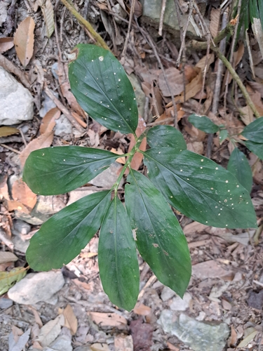 Image of Zingiber kawagoei by (c) vrxz, some rights reserved (CC BY-SA)