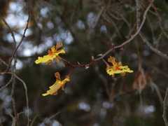 Trichocentrum biorbiculare