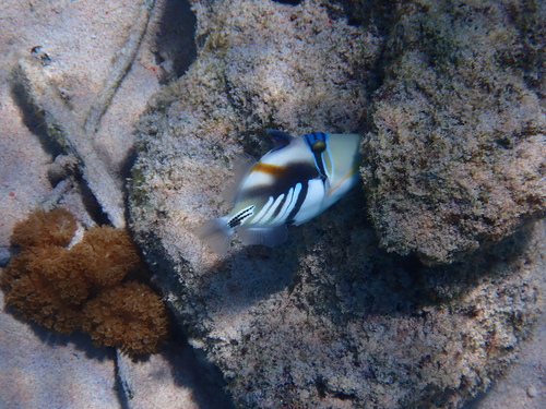 Lagoon Triggerfish — seen at this dive site