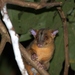 Bare-tailed Woolly Opossum - Photo (c) Milan Pestalozzi, some rights reserved (CC BY-NC), uploaded by Milan Pestalozzi