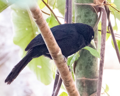 Amblycercus holosericeus