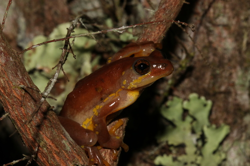 Ahl's Painted Reed Frog, Hyperolius pictus