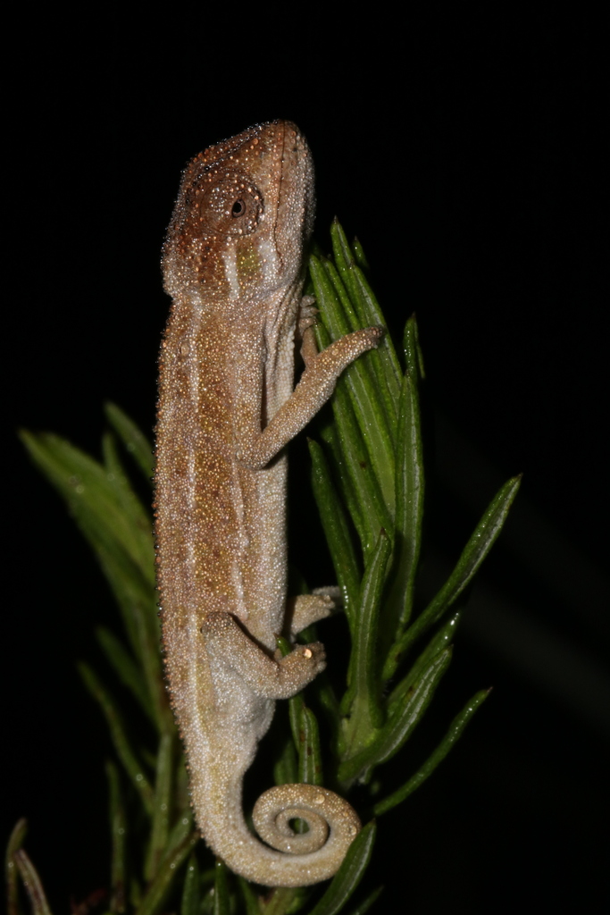 Goetze's Whistling Chameleon