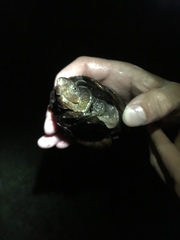 Kinosternon subrubrum subrubrum