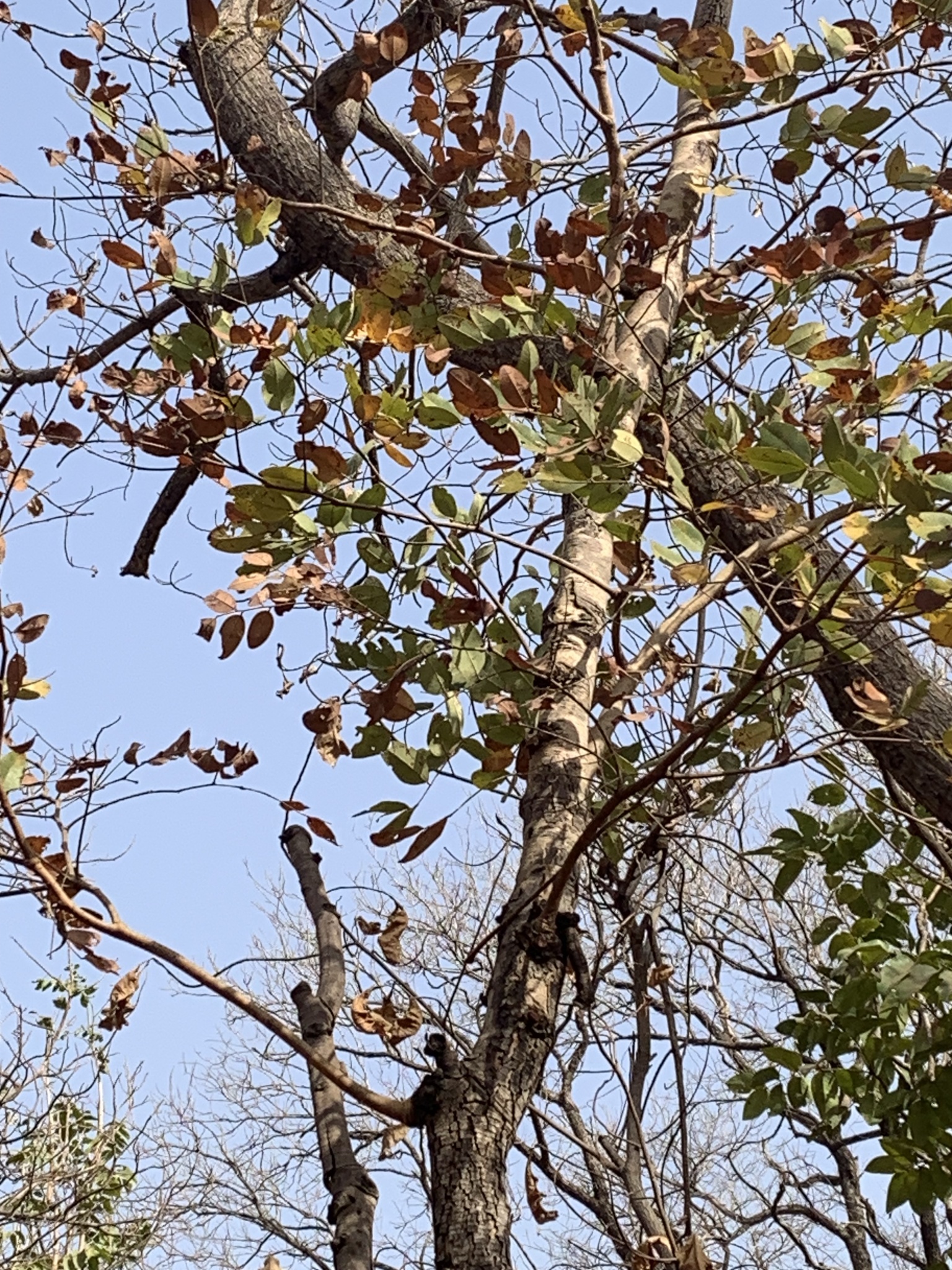 Imagem de Tallow tree