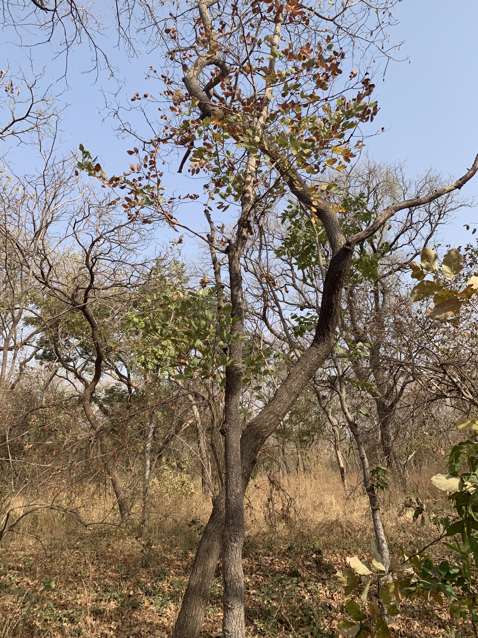 Imagem de Tallow tree