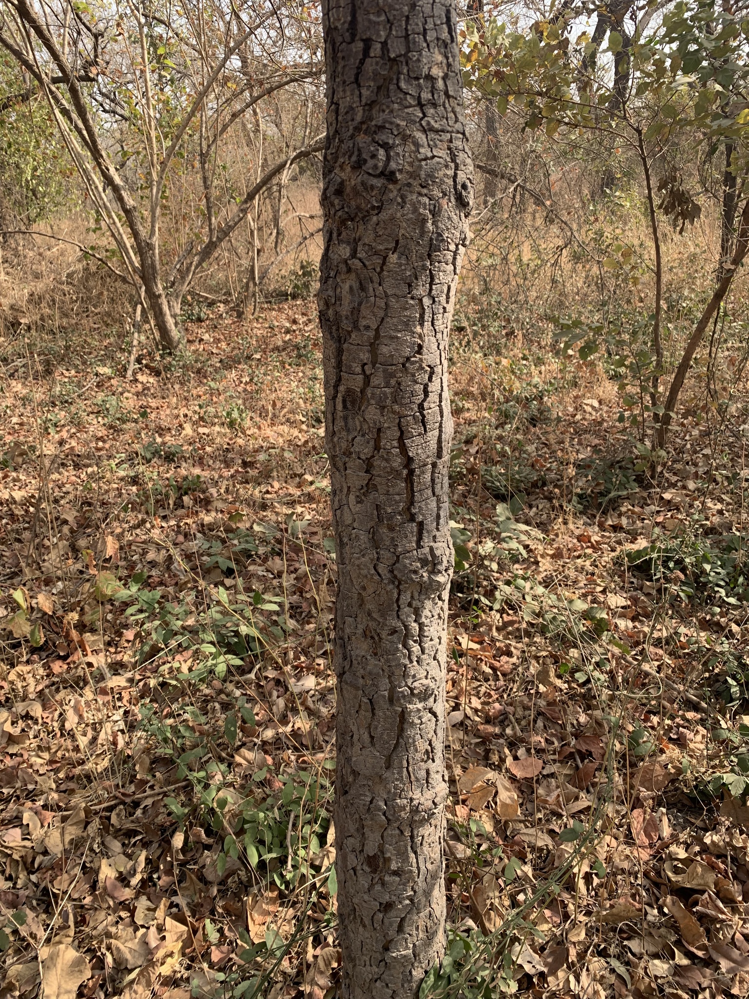 Imagem de Tallow tree