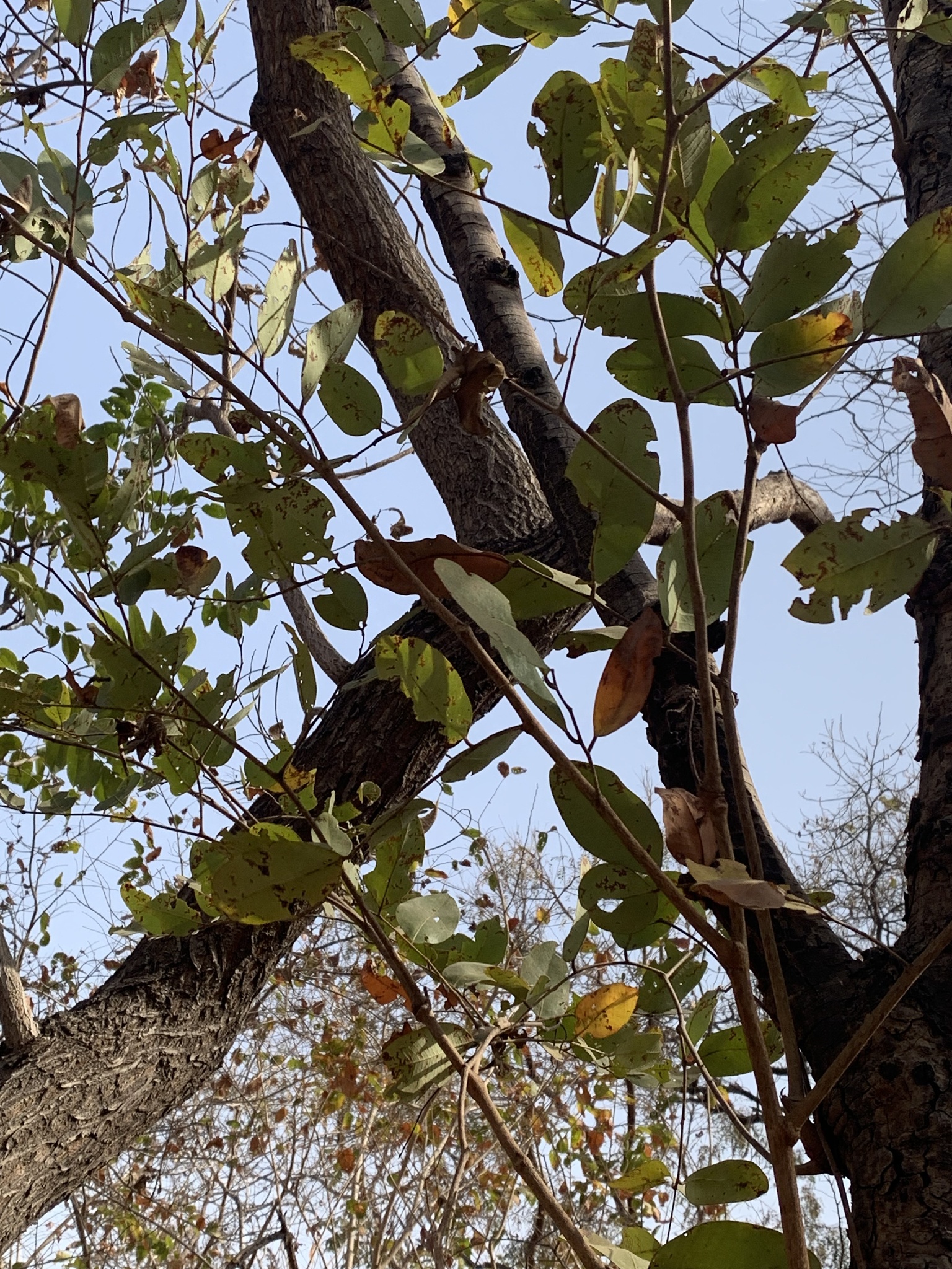 Imagem de Tallow tree