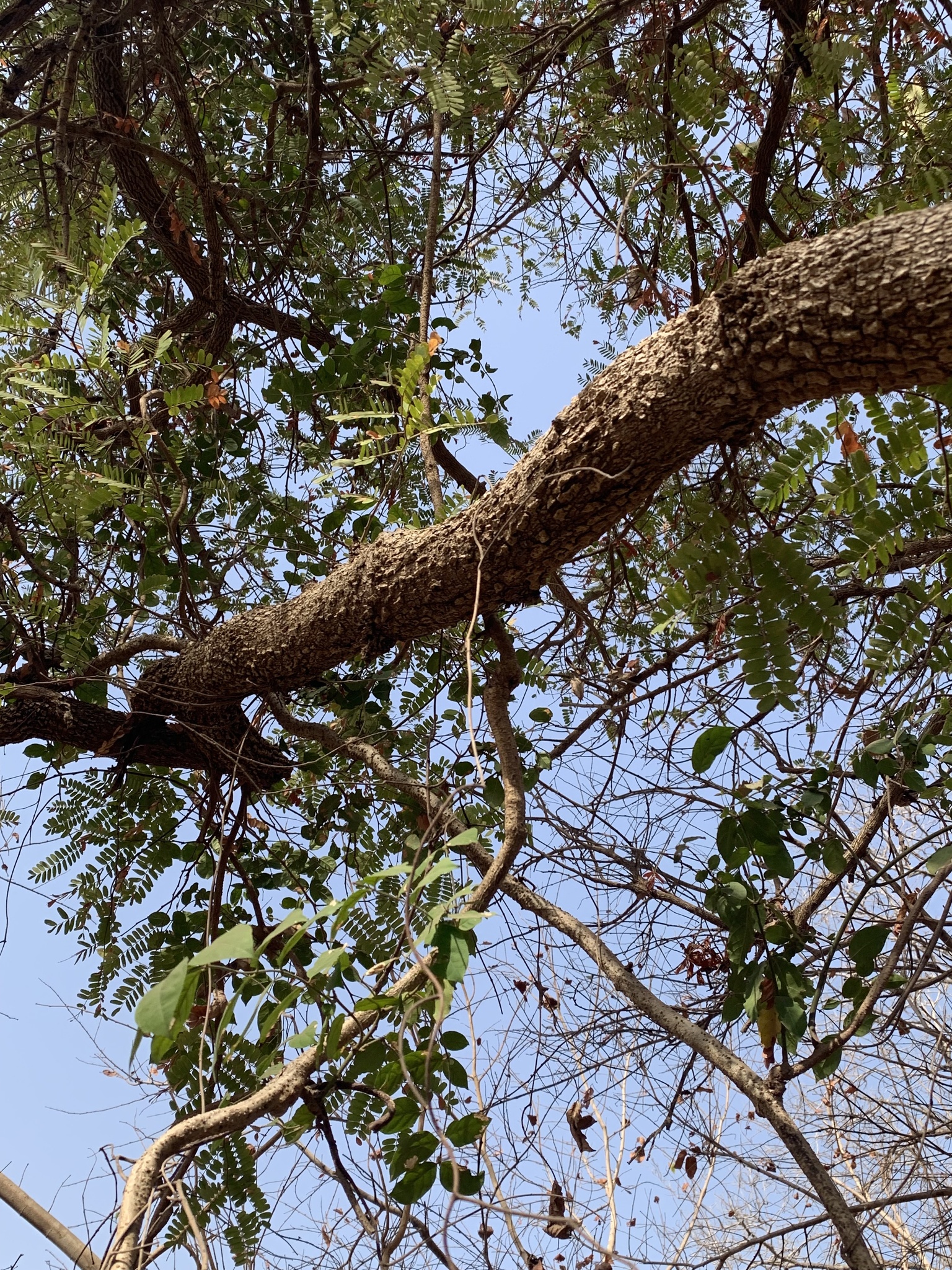 Imagem de Tallow tree