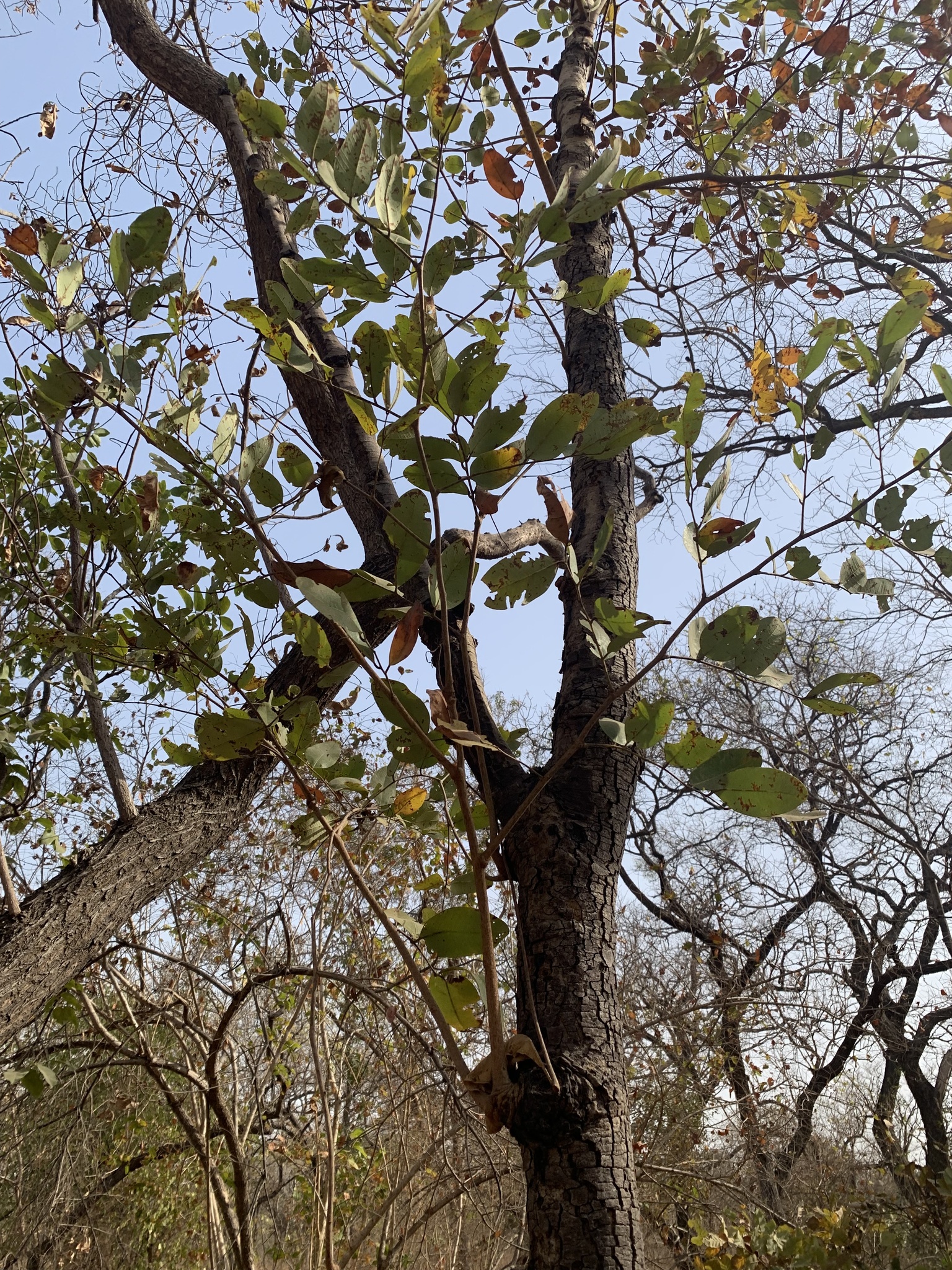 Imagem de Tallow tree