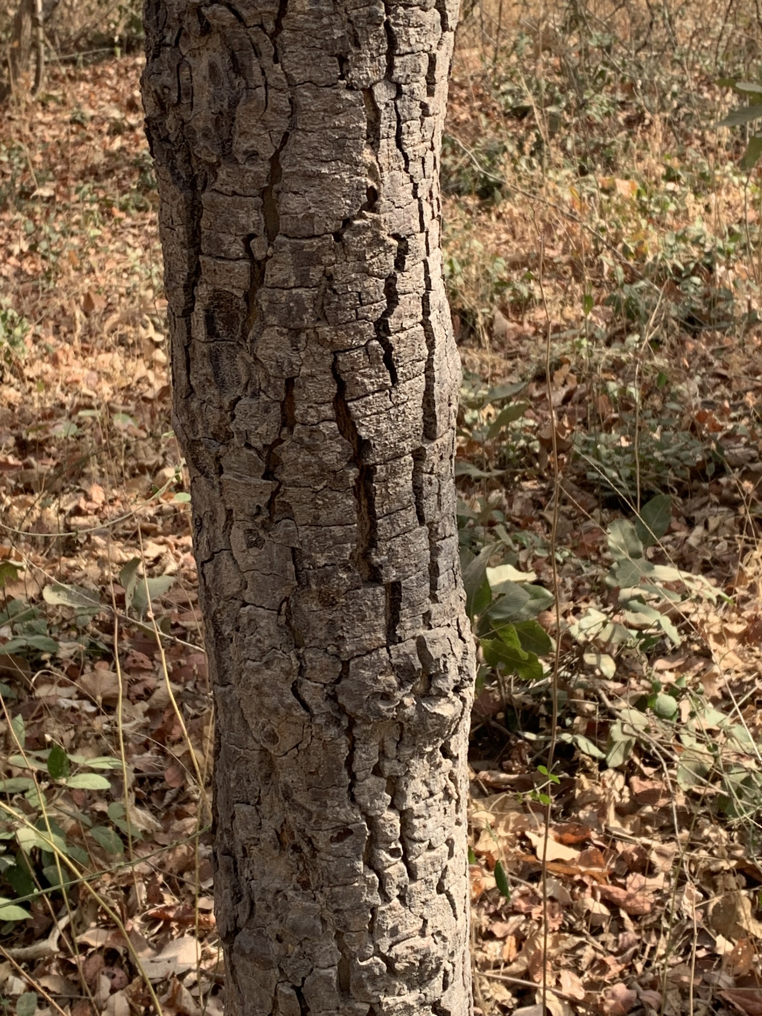Imagem de Tallow tree