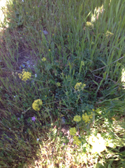 Lomatium macrocarpum