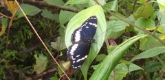 Heliconius hecuba